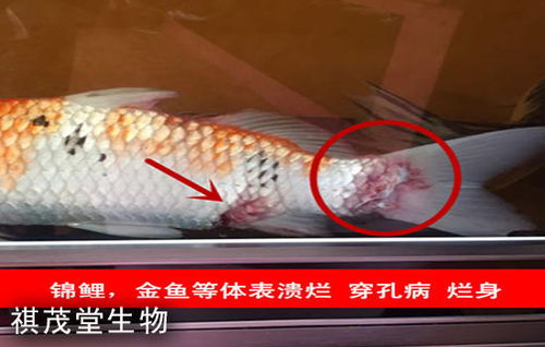 魚類肝膽疾病的成因、防治措施及五黃粉（五黃散）的應(yīng)用詳解