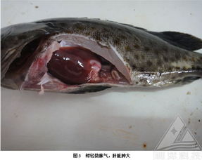 水產(chǎn)養(yǎng)殖核心指南 漁病防治與健康管理策略