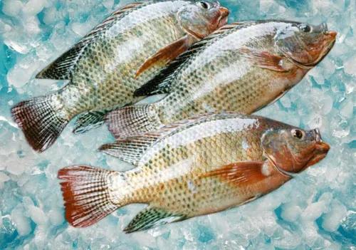 水產(chǎn)人注意 套養(yǎng)這些魚品種，低成本實現(xiàn)病害防治