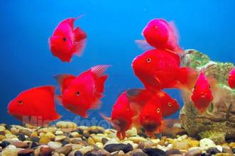 魚缸全面護(hù)理指南 清洗、消毒、換水與魚病防治