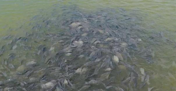 水產(chǎn)養(yǎng)殖魚類生病的多種癥狀及防治方法
